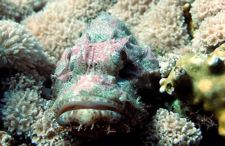 Fun Diving Sahl Hasheesh- Ganztägige Tauchfahrt mit 2 Tauchgängen