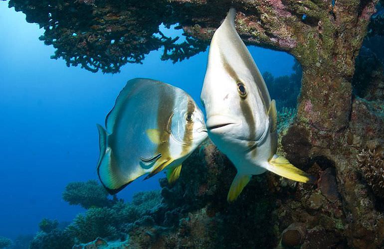 PADI Open Water Diver, der Einsteiger Tauchkurs Sahl Hasheesh