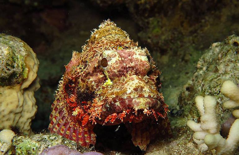 Fun Diving Sahl Hasheesh- Ganztägige Tauchfahrt mit 2 Tauchgängen