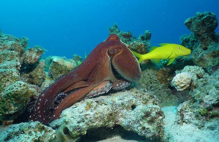 Tagesausflug Tauchen ab Sahl Hasheesh - Tauchen lernen