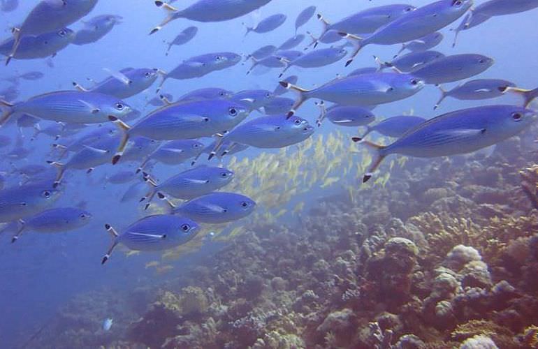 Tauchausflüge für Fortgeschrittene und Anfänger ab Sahl Hasheesh 