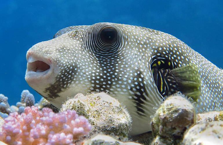 Tagesausflug Tauchen ab Sahl Hasheesh - Tauchen lernen