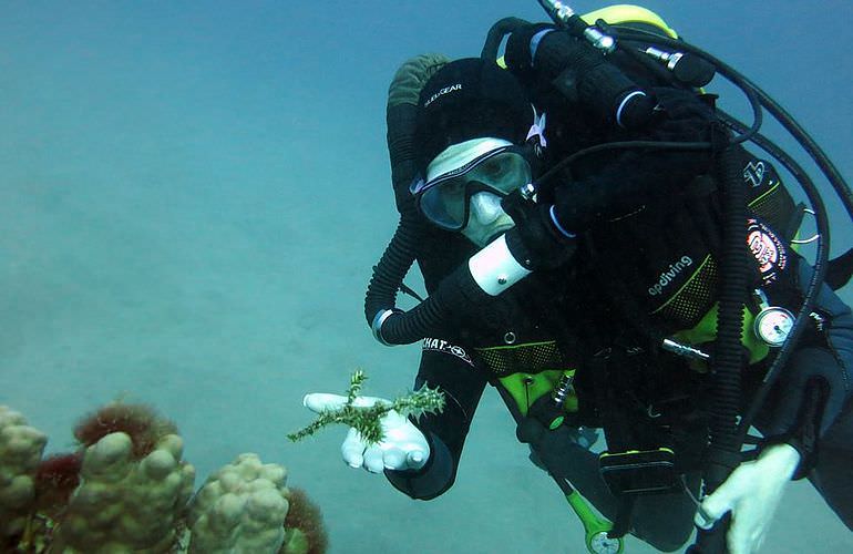 PADI Scuba Diver Kurs in Sahl Hasheesh - Schnuppertauchkurs 1 Tag