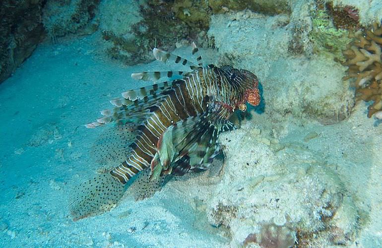 Fun Diving Sahl Hasheesh- Ganztägige Tauchfahrt mit 2 Tauchgängen