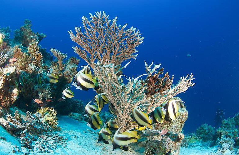 Auffrischungskurs: PADI Scuba Review Programm in Sahl Hasheesh