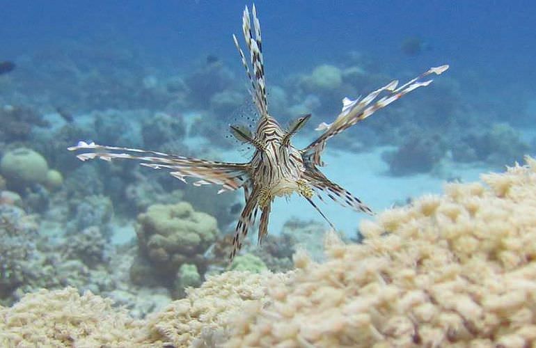 Tagesausflug Tauchen ab Sahl Hasheesh - Tauchen lernen