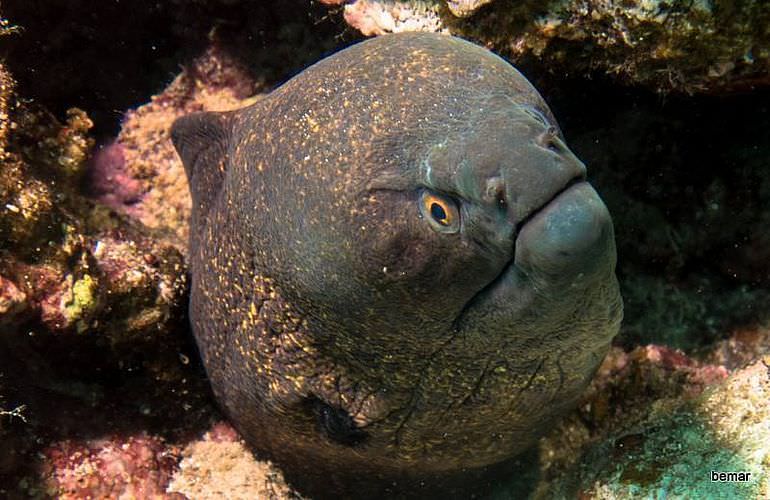 PADI Advanced Open Water Diver, Tauchkurs für Fortgeschrittene in Sahl Hasheesh