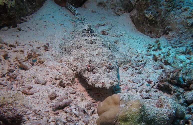 Fun Diving Sahl Hasheesh- Ganztägige Tauchfahrt mit 2 Tauchgängen