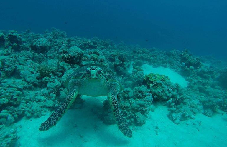 Auffrischungskurs: PADI Scuba Review Programm in Sahl Hasheesh