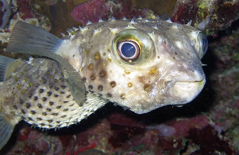 PADI Scuba Diver Kurs in Sahl Hasheesh - Schnuppertauchkurs 1 Tag