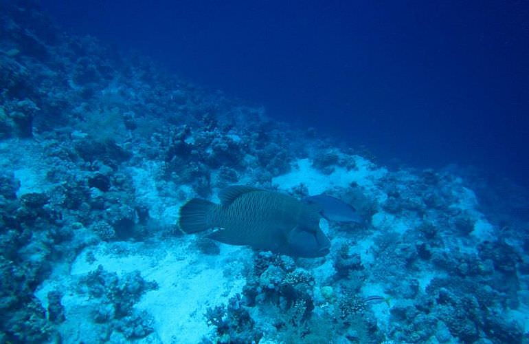 PADI Advanced Open Water Diver, Tauchkurs für Fortgeschrittene in Sahl Hasheesh