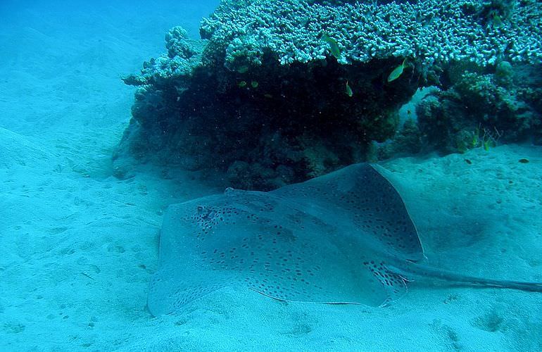 PADI Scuba Diver Kurs in Sahl Hasheesh - Schnuppertauchkurs 1 Tag