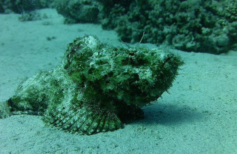 Fun Diving Sahl Hasheesh- Ganztägige Tauchfahrt mit 2 Tauchgängen