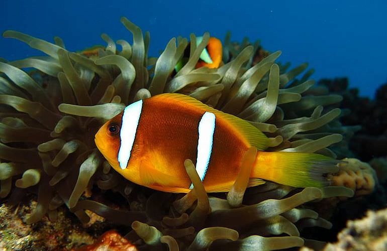 Auffrischungskurs: PADI Scuba Review Programm in Sahl Hasheesh