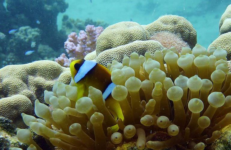 Tagesausflug Tauchen ab Sahl Hasheesh - Tauchen lernen