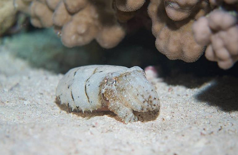 Fun Diving Sahl Hasheesh- Ganztägige Tauchfahrt mit 2 Tauchgängen