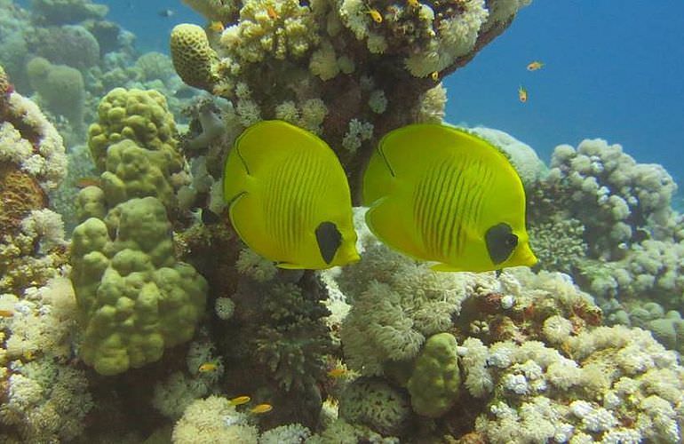 Tauchausflüge für Fortgeschrittene und Anfänger ab Sahl Hasheesh 