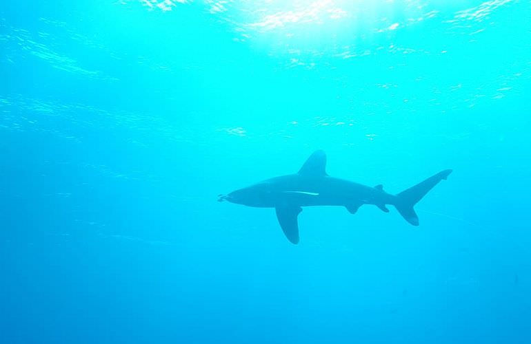 PADI Scuba Diver Kurs in Sahl Hasheesh - Schnuppertauchkurs 1 Tag