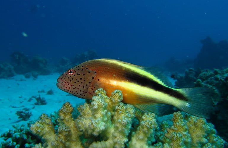 Tagesausflug Tauchen ab Sahl Hasheesh - Tauchen lernen