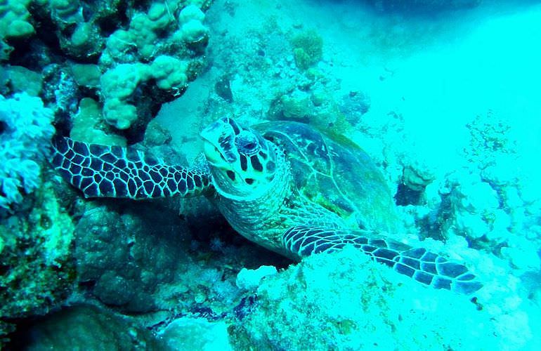 Tagesausflug Tauchen ab Sahl Hasheesh - Tauchen lernen