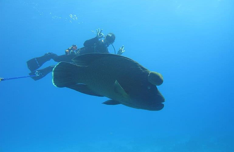 PADI Scuba Diver Kurs in Sahl Hasheesh - Schnuppertauchkurs 1 Tag