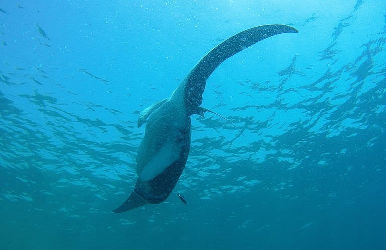 Fun Diving Sahl Hasheesh- Ganztägige Tauchfahrt mit 2 Tauchgängen