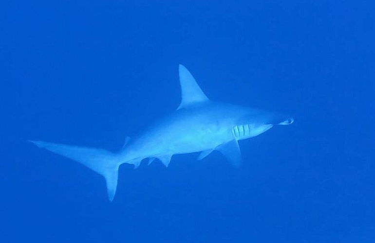 Fun Diving Sahl Hasheesh- Ganztägige Tauchfahrt mit 2 Tauchgängen