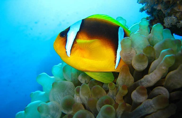 Auffrischungskurs: PADI Scuba Review Programm in Sahl Hasheesh