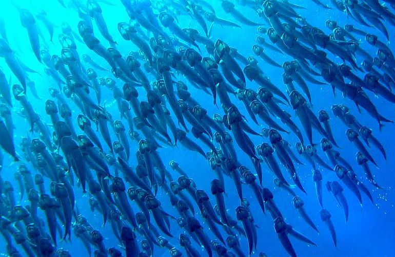 PADI Advanced Open Water Diver, Tauchkurs für Fortgeschrittene in Sahl Hasheesh