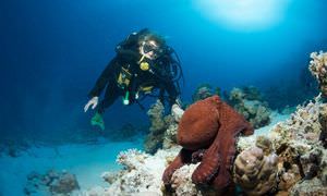 PADI Scuba Diver Kurs in Sahl Hasheesh - Schnuppertauchkurs 1 Tag