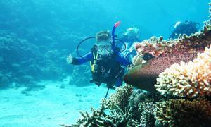 Tagesausflug Tauchen von Sahl Hasheesh aus - Tauchen lernen