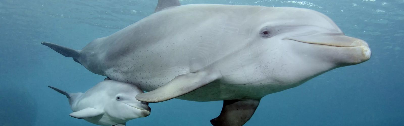 Die Top 5 Ausflüge zu den Delfinen 2023 | Delfin Tour Sahl Hasheesh
